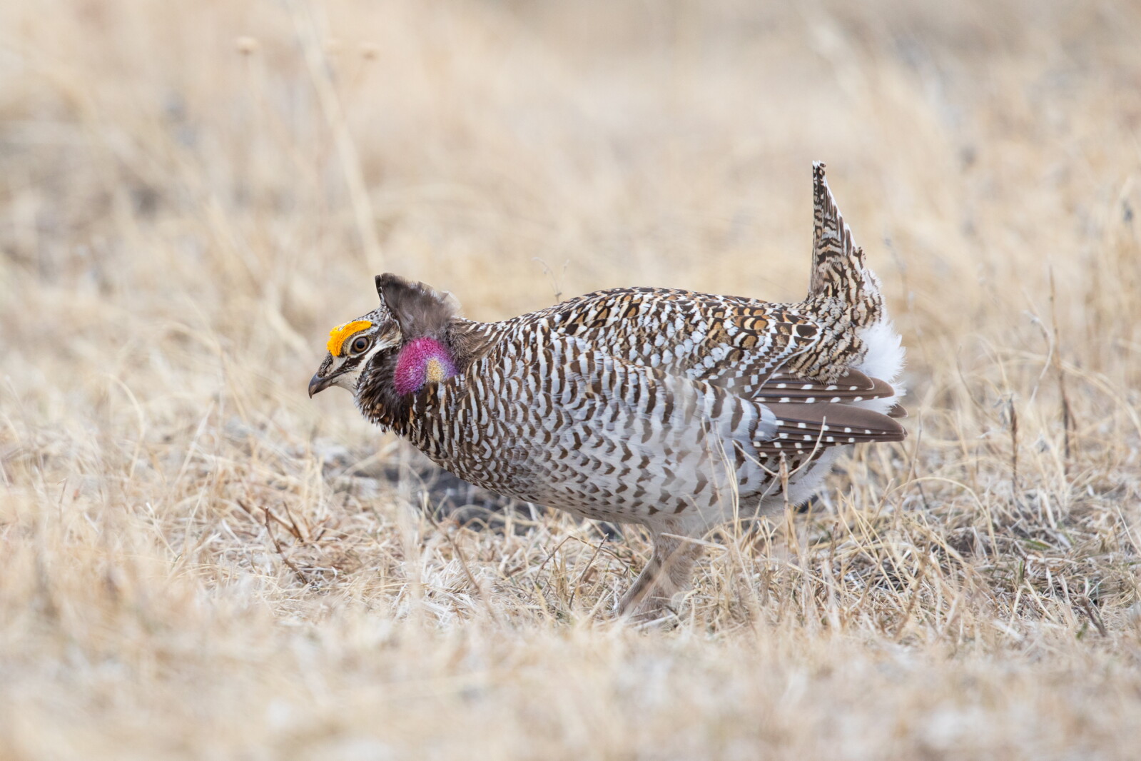 Dokken Game And Fish May Allow Sharptail Hunting North Of U S Highway dokken-game-and-fish-may-allow-sharptail-hunting-north-of-u-s-highway